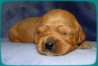 TB pups 2 wks old 24