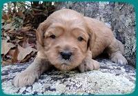 TB pups 3 wks old 24
