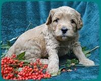 TB pups 4 wks old 43