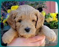 TB pups 5 wks old 10