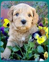 TB pups 5 wks old 11