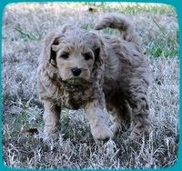 TB pups 6.5 wks old 30