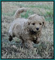 TB pups 6.5 wks old 52