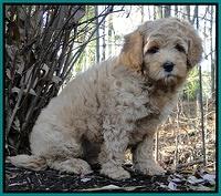 TB pups 8 wks old 76