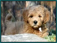 TB pups 8 wks old 77