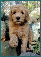 TB pups 8 wks old 80