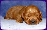 TB pups 2 wks old 13
