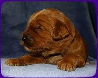 TB pups 2 wks old 15