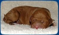 TB pups 1 day old 3