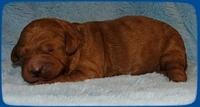 TB pups 1 wk old 20
