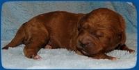 TB pups 1 wk old 21
