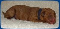 TB pups 1 wks old 3