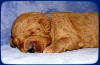 TB pups 2 wks old 1