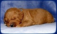 TB pups 2 wks old 2