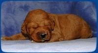 TB pups 2 wks old 3