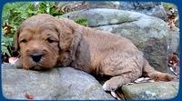 TB pups 3 wks old 2