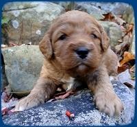 TB pups 3 wks old 3