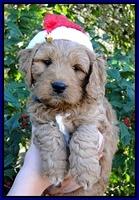 TB pups 6 wks old 12