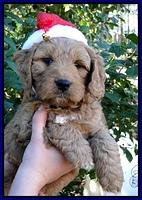 TB pups 6 wks old 13