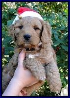 TB pups 6 wks old 14