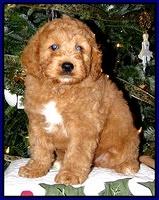 TB pups 8 wks old 53