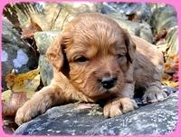 TB pups 3 wks old 9