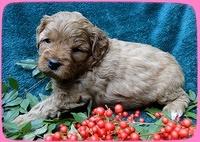 TB pups 4 wks old 22