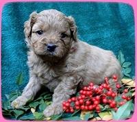 TB pups 4 wks old 6