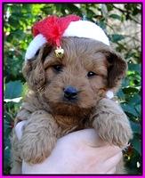 TB pups 6 wks old 25
