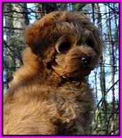 TB pups 8 wks old 70