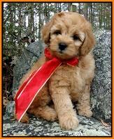 Wyman Family:"Teddy"