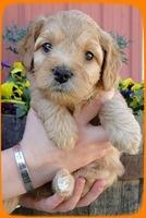 TB pups 5 wks old 23