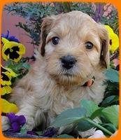 TB pups 5 wks old 25