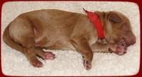 TB pups 1 day old 6