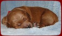 TB pups 1 wk old 25