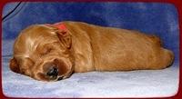 TB pups 2 wks old 4