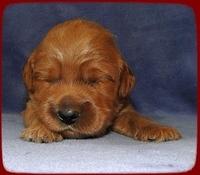 TB pups 2 wks old 6