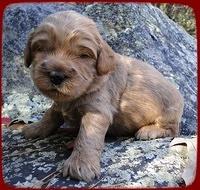 TB pups 3 wks old 4