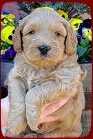 TB pups 5 wks old 2