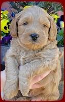 TB pups 5 wks old 3