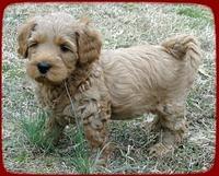 TB pups 6.5 wks old 10