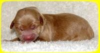 TB pups 1 day old 19
