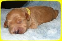 TB pups 1 wk old 33