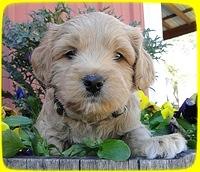 TB pups 5 wks old 38