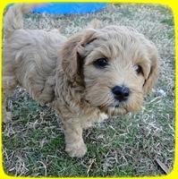 TB pups 6.5 wks old 28
