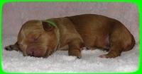 TB pups 1 wk old 10