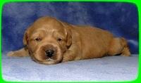 TB pups 2 wks old 16