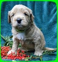 TB pups 4 wks old 47