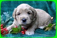 TB pups 4 wks old 8