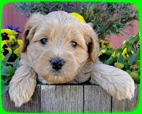 TB pups 5 wks old 17